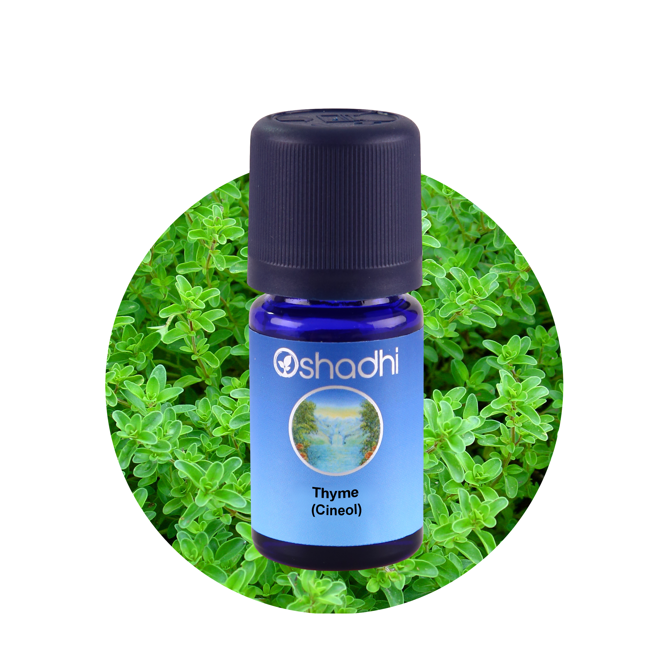 Thyme Cineol, Kekik Yağı, Thymus vulgaris Thyme Cineol, Kekik Yağı, Thymus vulgaris