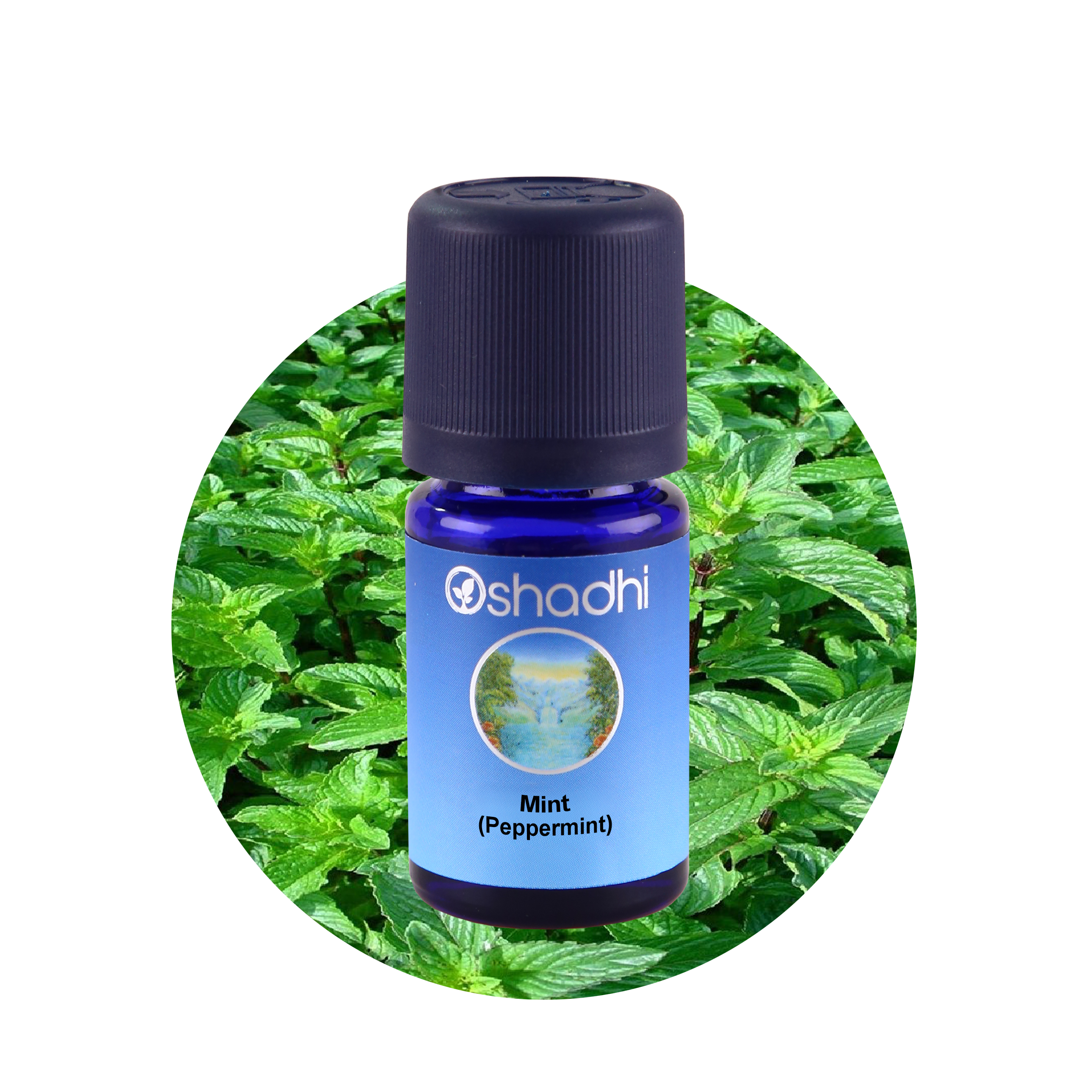 Peppermint 10ML,Mentha piperita Peppermint 10ML,Mentha piperita