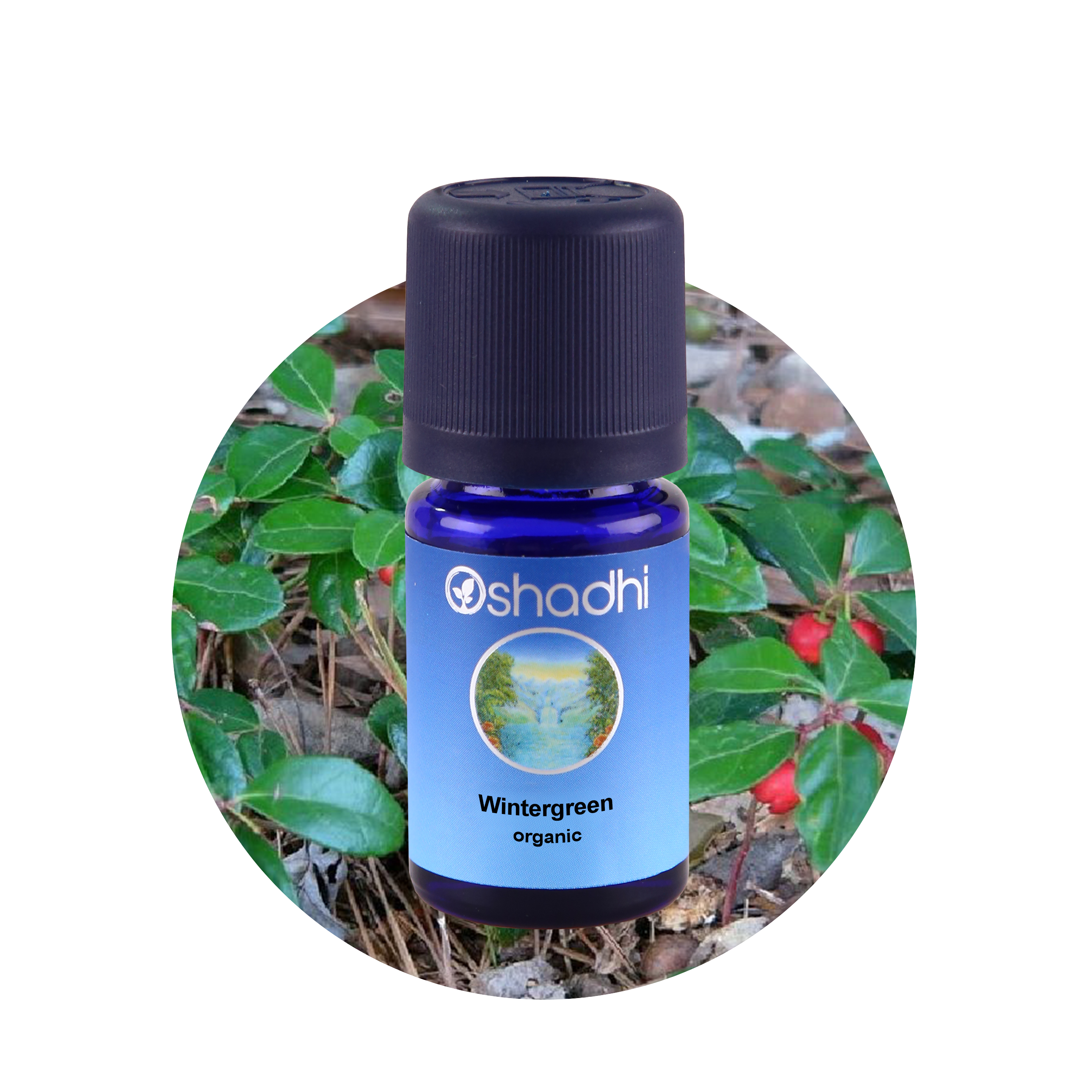 Wintergreen 10 ML,Gaultheria fragrantissima Wintergreen 10 ML,Gaultheria fragrantissima