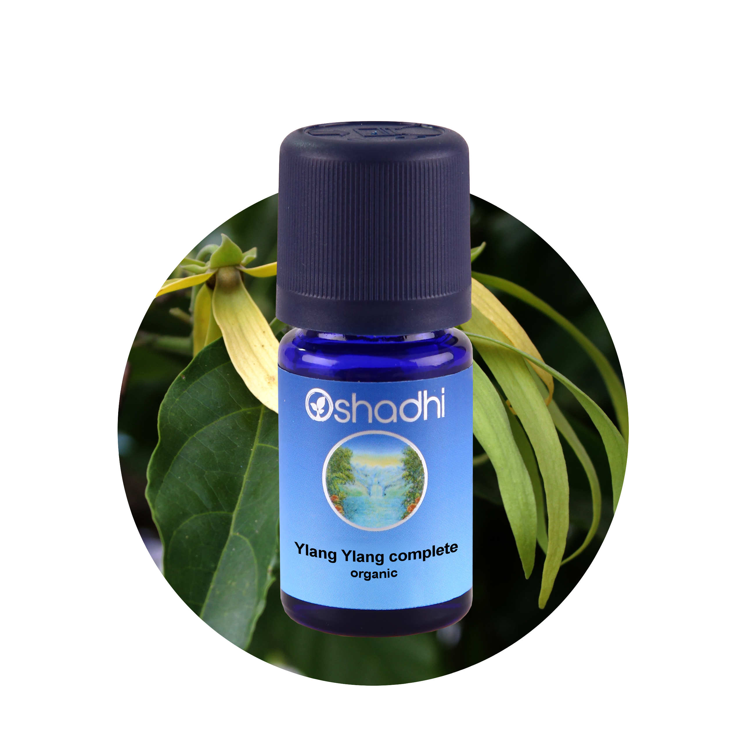 Ylang Ylang 10ML,Cananga odorata Ylang Ylang 10ML,Cananga odorata